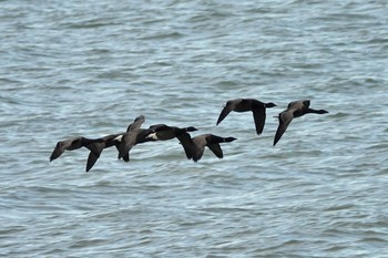 Brant Goose La Rochelle Tue, 10/22/2019