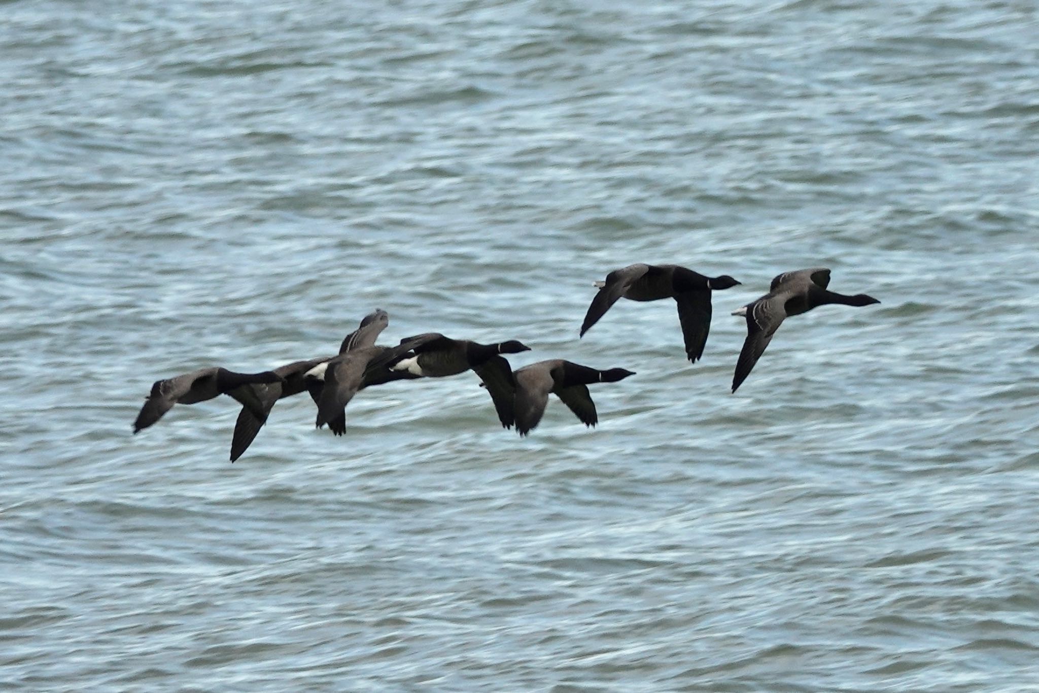 Photo of Brant Goose at La Rochelle by のどか