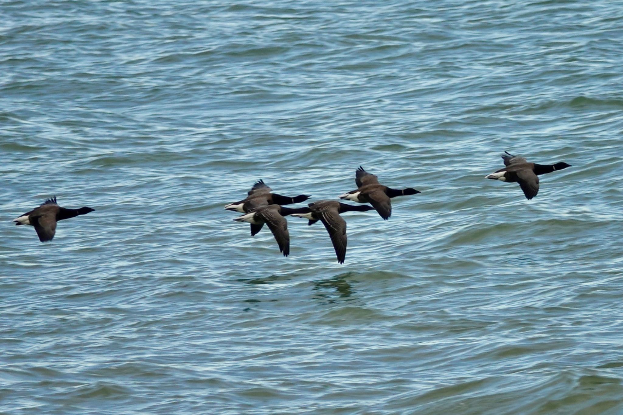 Photo of Brant Goose at La Rochelle by のどか