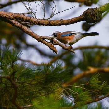 Eurasian Jay 山梨県富士麓北運動公園 Wed, 11/13/2019