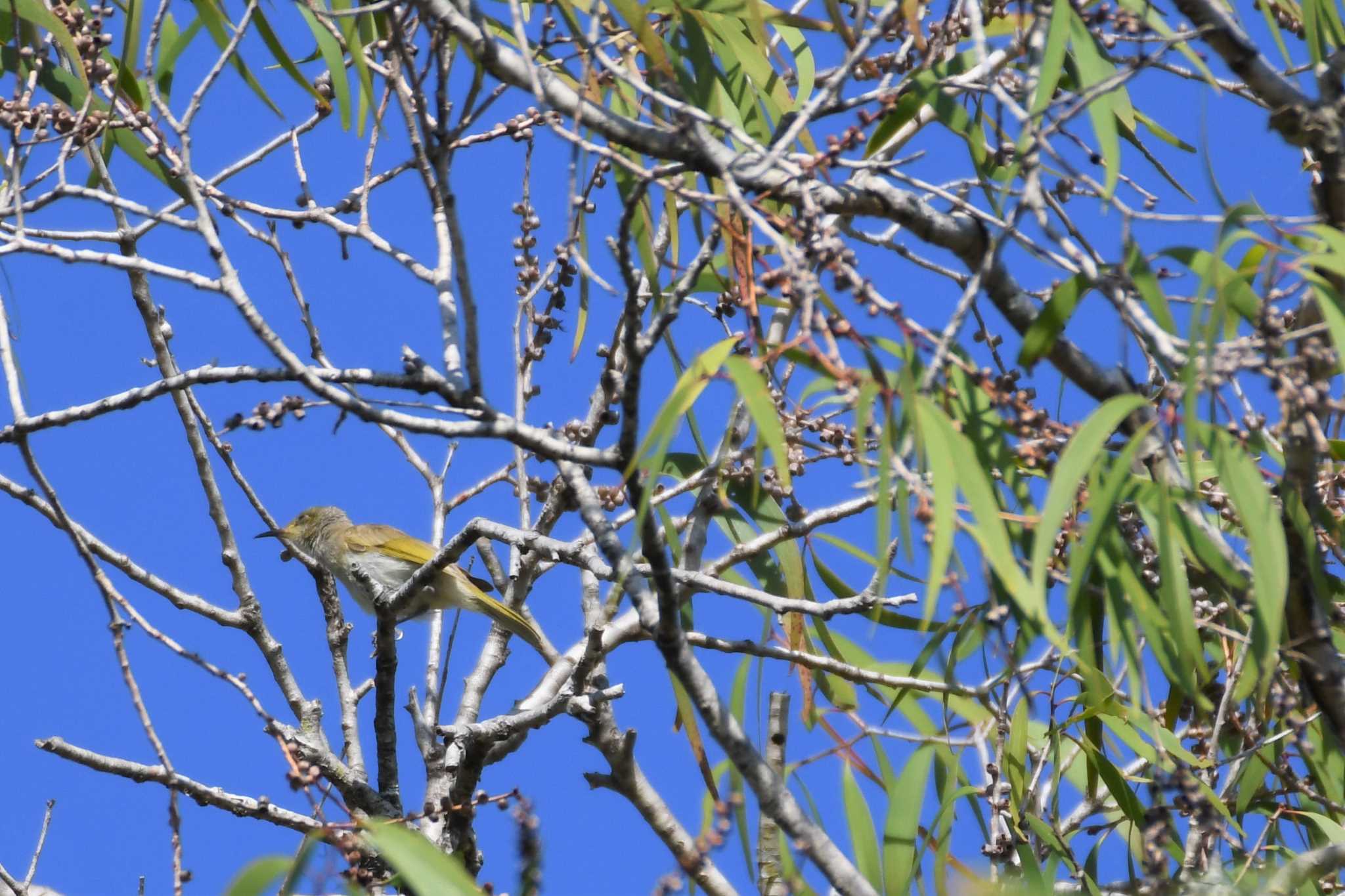 Brown Honeyeater