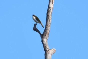 White-throated Honeyeater オーストラリア,ケアンズ～アイアインレンジ Mon, 10/14/2019