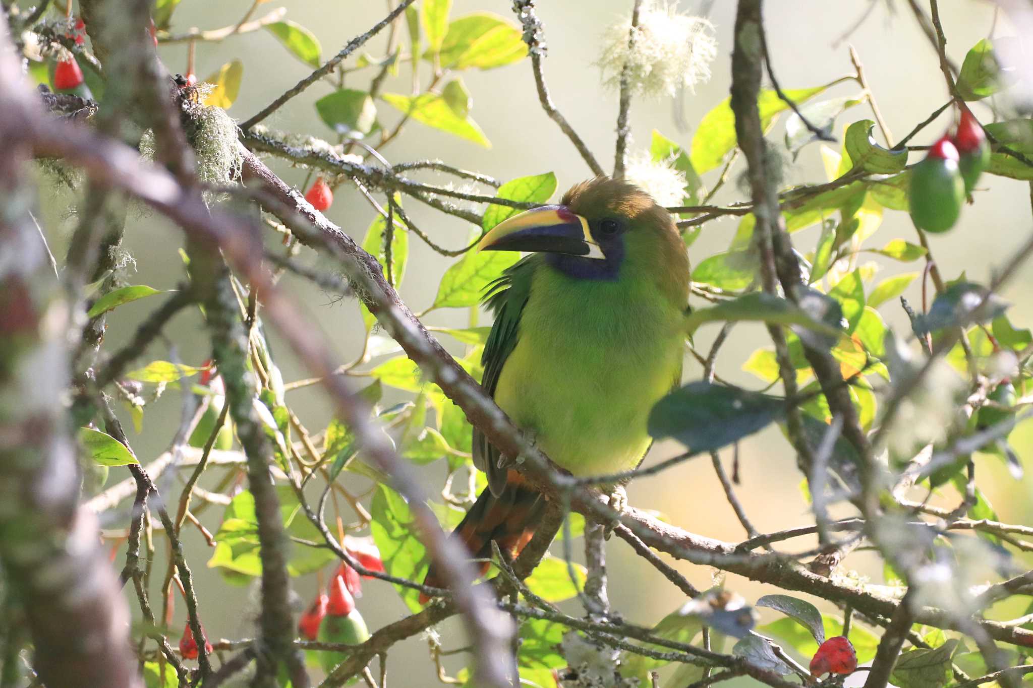 Photo of Emerald Toucanet at Miriam's Quetzals(Costa Rica) by とみやん