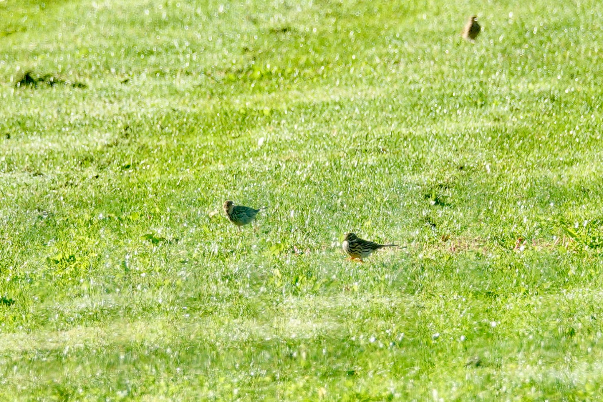 Meadow Pipit