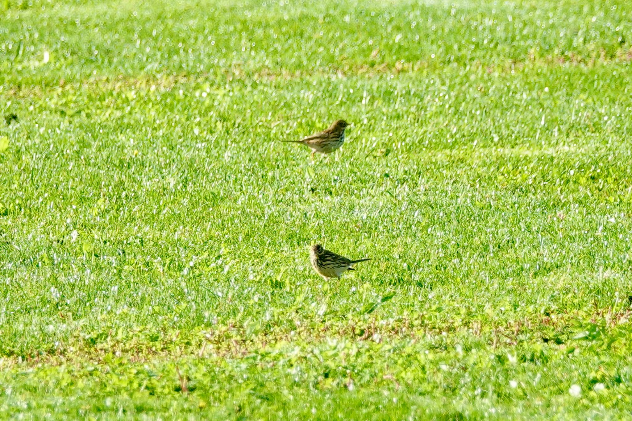 Meadow Pipit