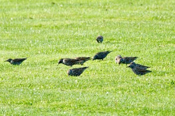 Common Starling La Rochelle Tue, 10/22/2019