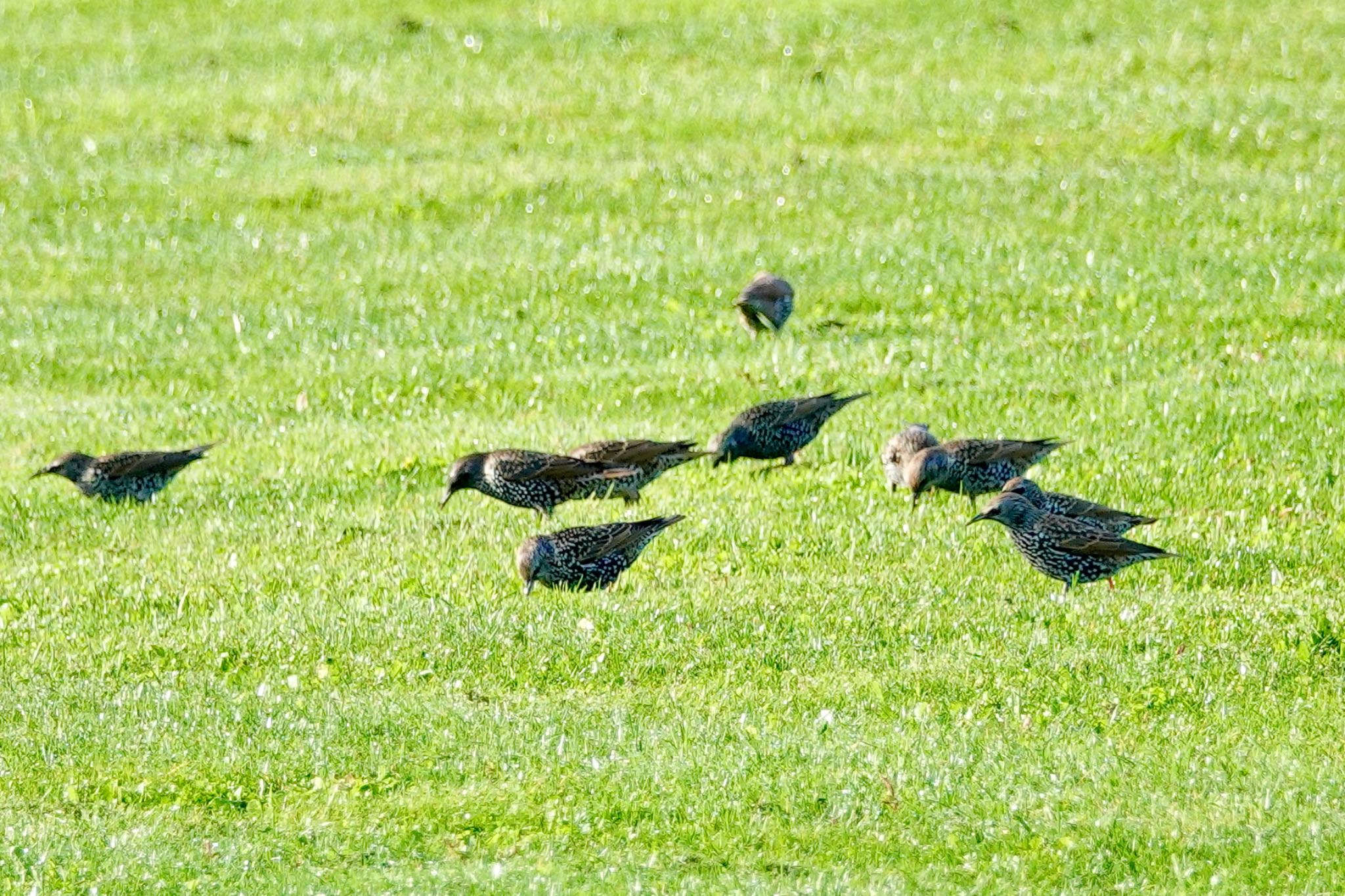 Common Starling