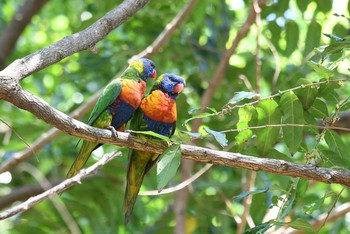 Rainbow Lorikeet