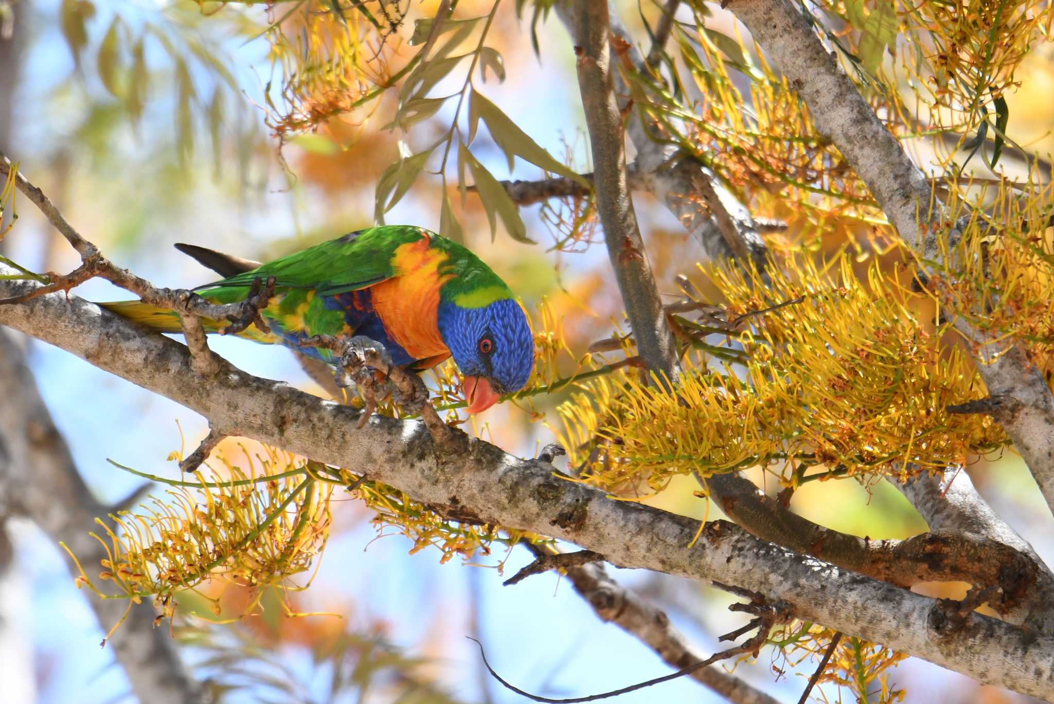 Photo of Rainbow Lorikeet at ケアンズ by あひる