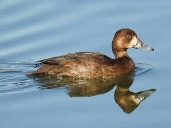 キンクロハジロ 都立浮間公園 2019年11月15日(金)