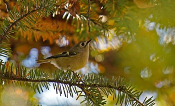 Goldcrest 東京都多摩地域 Fri, 11/15/2019