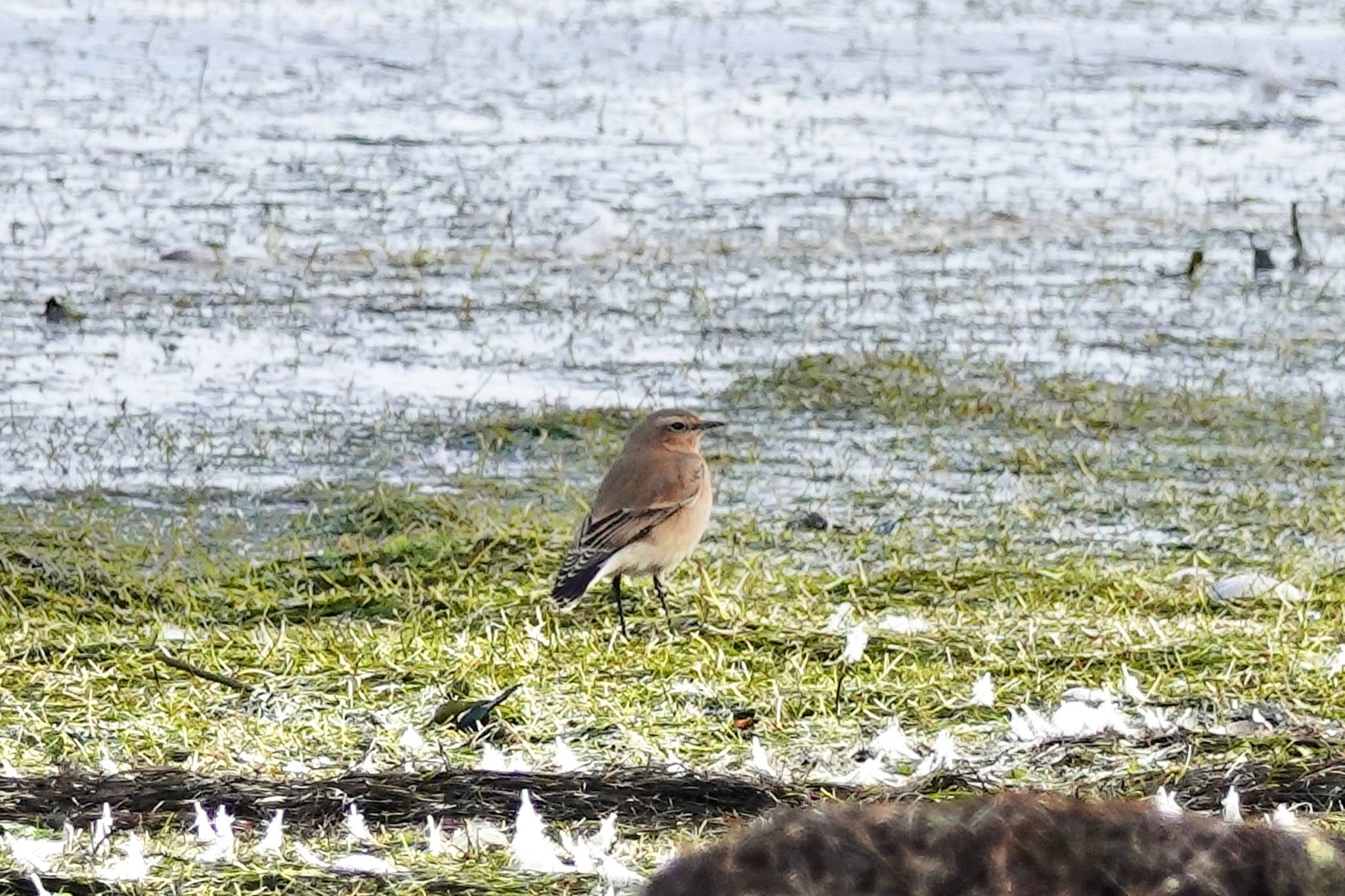 Northern Wheatear