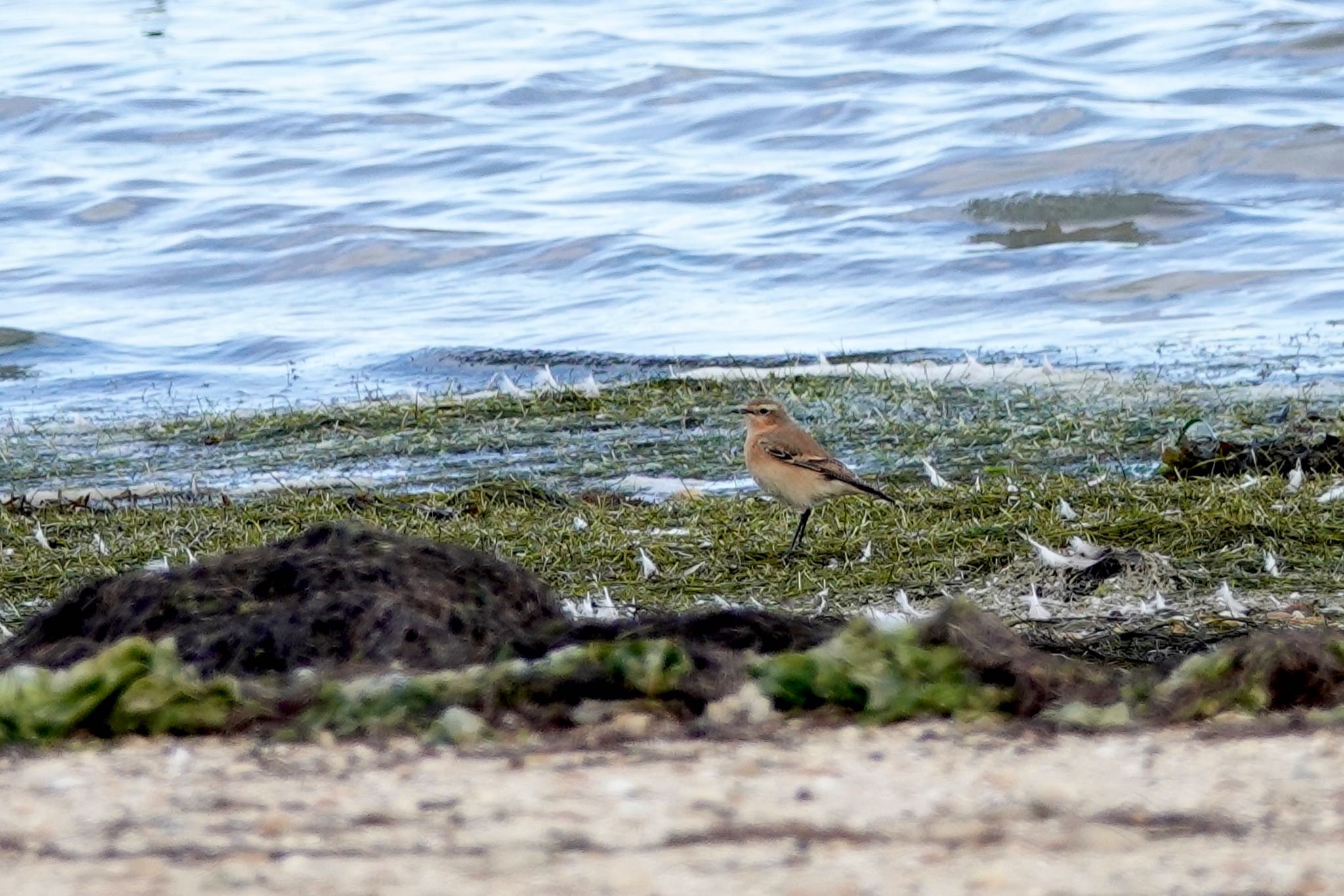 Photo of Northern Wheatear at La Rochelle by のどか