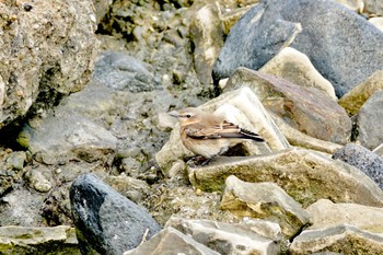 Northern Wheatear La Rochelle Tue, 10/22/2019