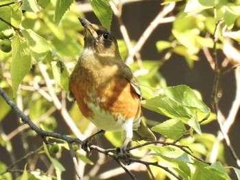 アカハラ 都立浮間公園 2019年11月15日(金)