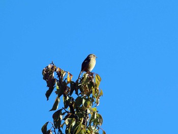 Daurian Redstart 府中 Sat, 11/16/2019