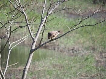 2019年11月16日(土) 葛西臨海公園の野鳥観察記録