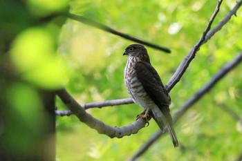 2019年11月14日(木) 新宿御苑の野鳥観察記録