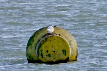 Sandwich Tern