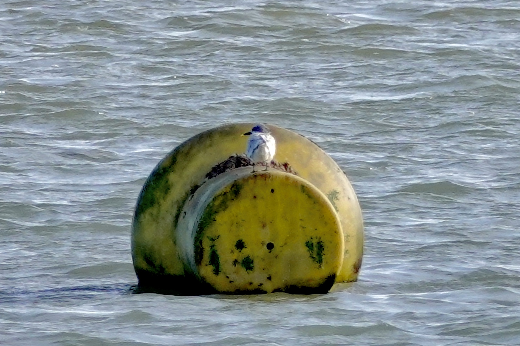 Photo of Sandwich Tern at La Rochelle by のどか