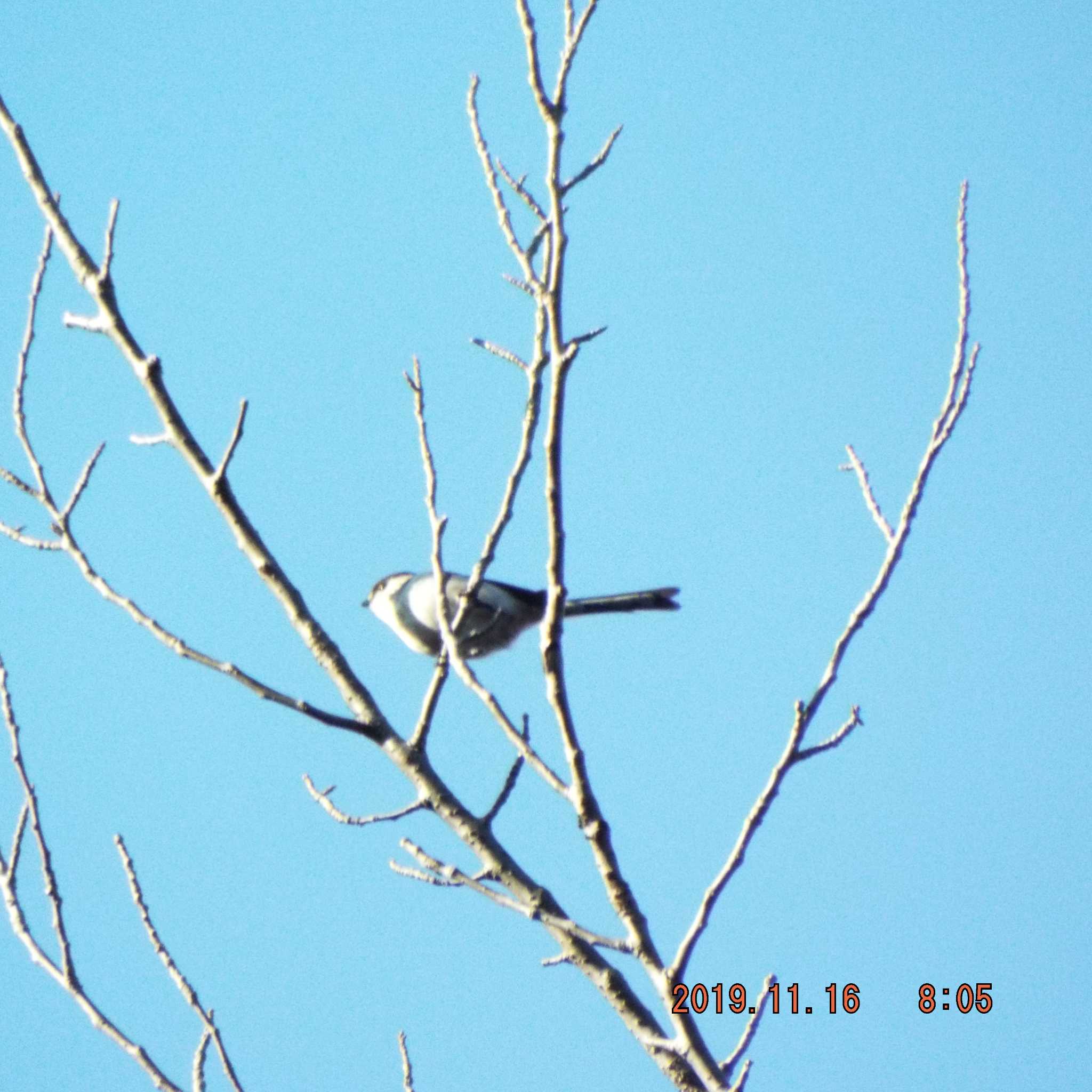 Long-tailed Tit