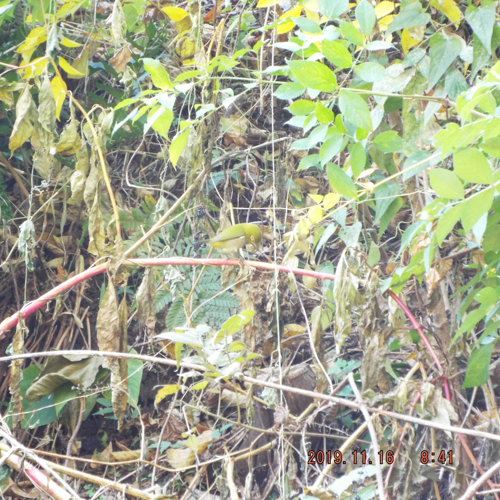 Photo of Warbling White-eye at Hikarigaoka Park by K2Uchihira