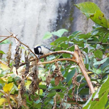 2019年11月16日(土) 光が丘公園の野鳥観察記録