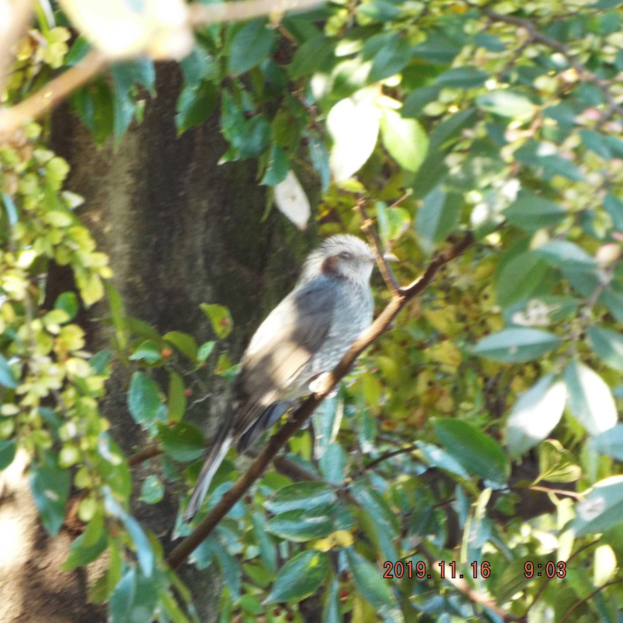 Brown-eared Bulbul