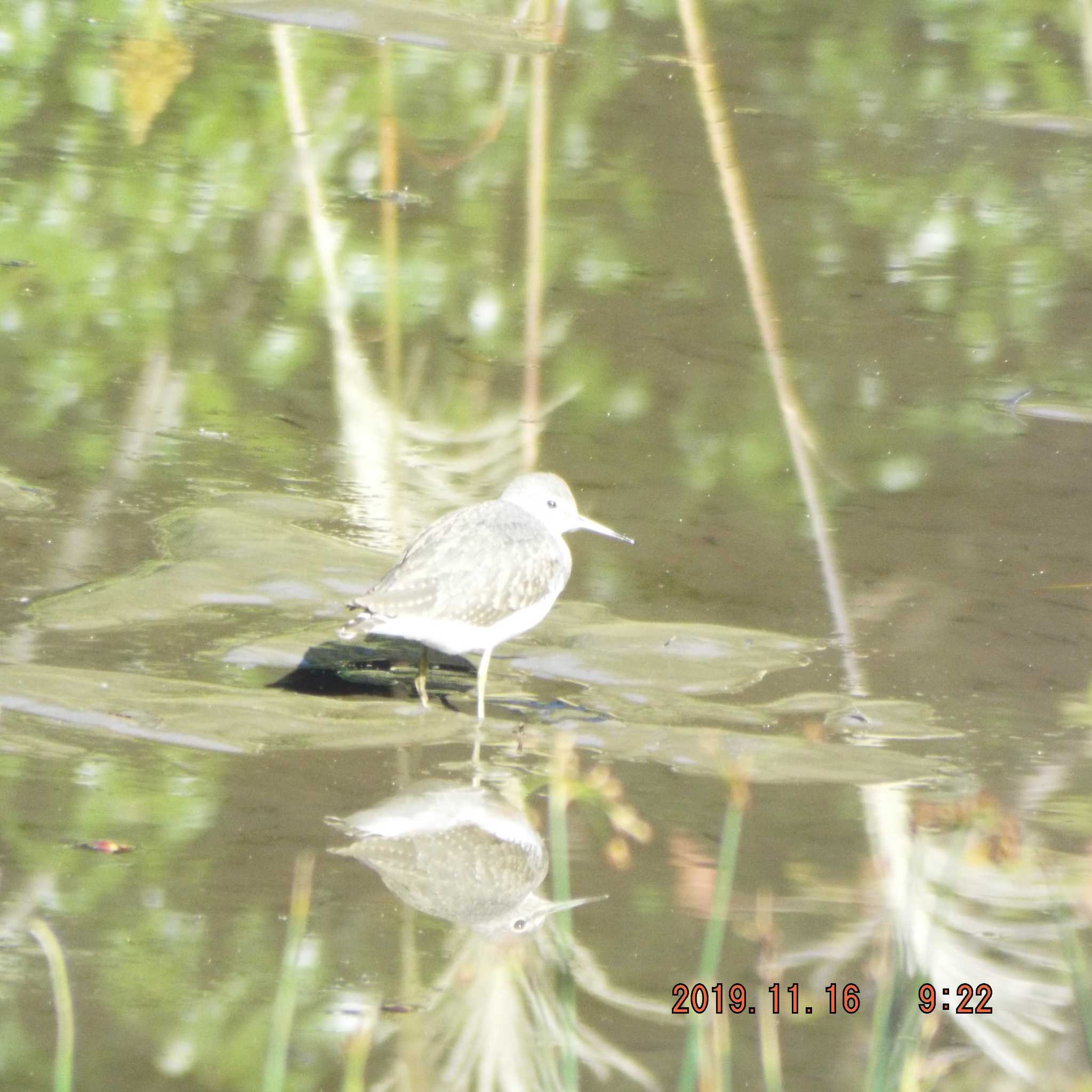 光が丘公園 クサシギの写真 by K2Uchihira