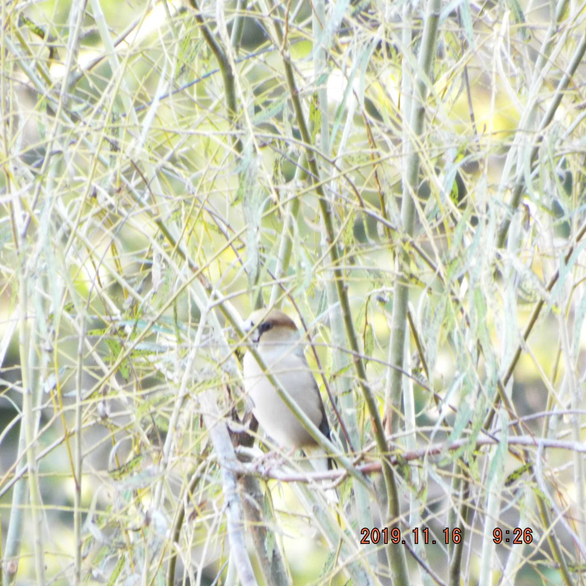 Hawfinch