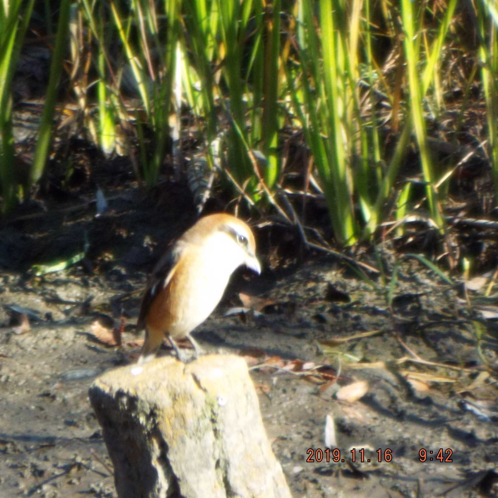 Bull-headed Shrike