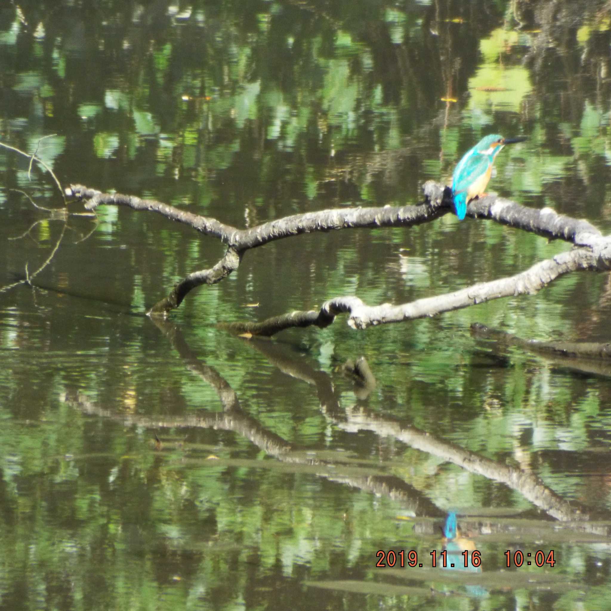 Common Kingfisher