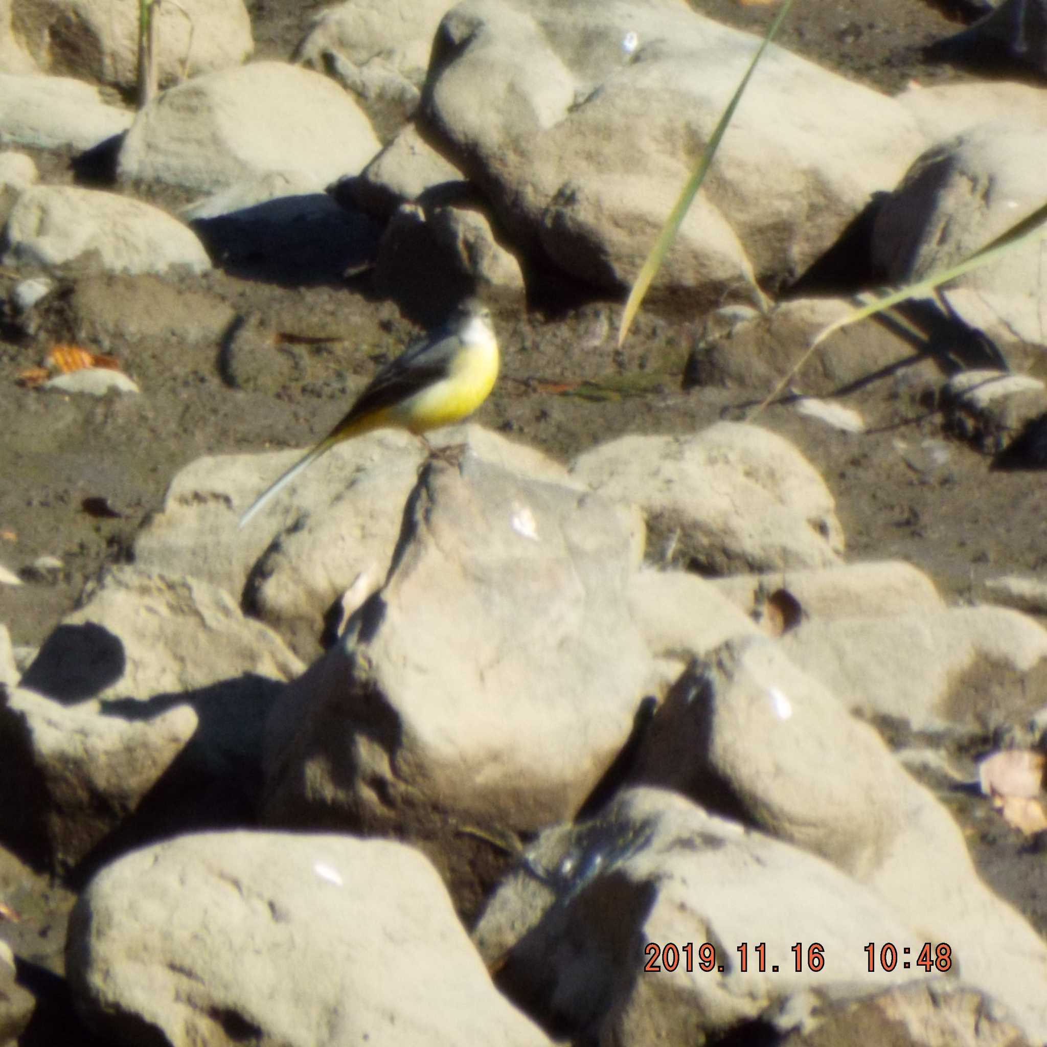 Photo of Grey Wagtail at Hikarigaoka Park by K2Uchihira