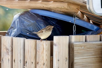 House Sparrow La Rochelle Mon, 10/21/2019