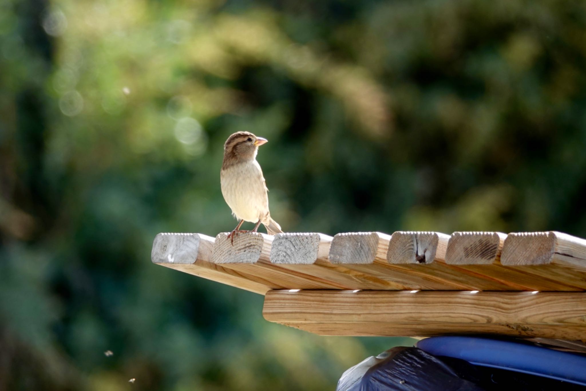 House Sparrow