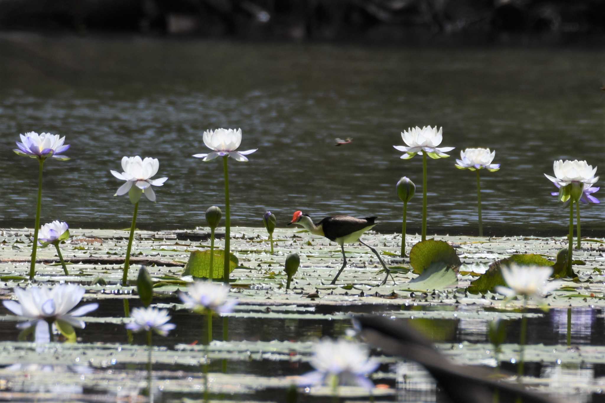 Comb-crested Jacana