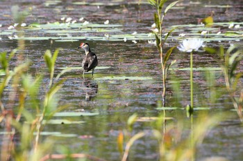 Comb-crested Jacana オーストラリア,ケアンズ～アイアインレンジ Sun, 10/20/2019