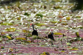 Comb-crested Jacana オーストラリア,ケアンズ～アイアインレンジ Sun, 10/20/2019