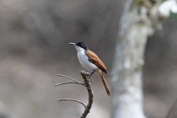 Shining Flycatcher Iron Range National Park Thu, 10/17/2019