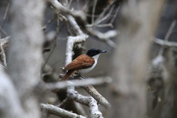 Shining Flycatcher Unknown Spots Thu, 10/17/2019