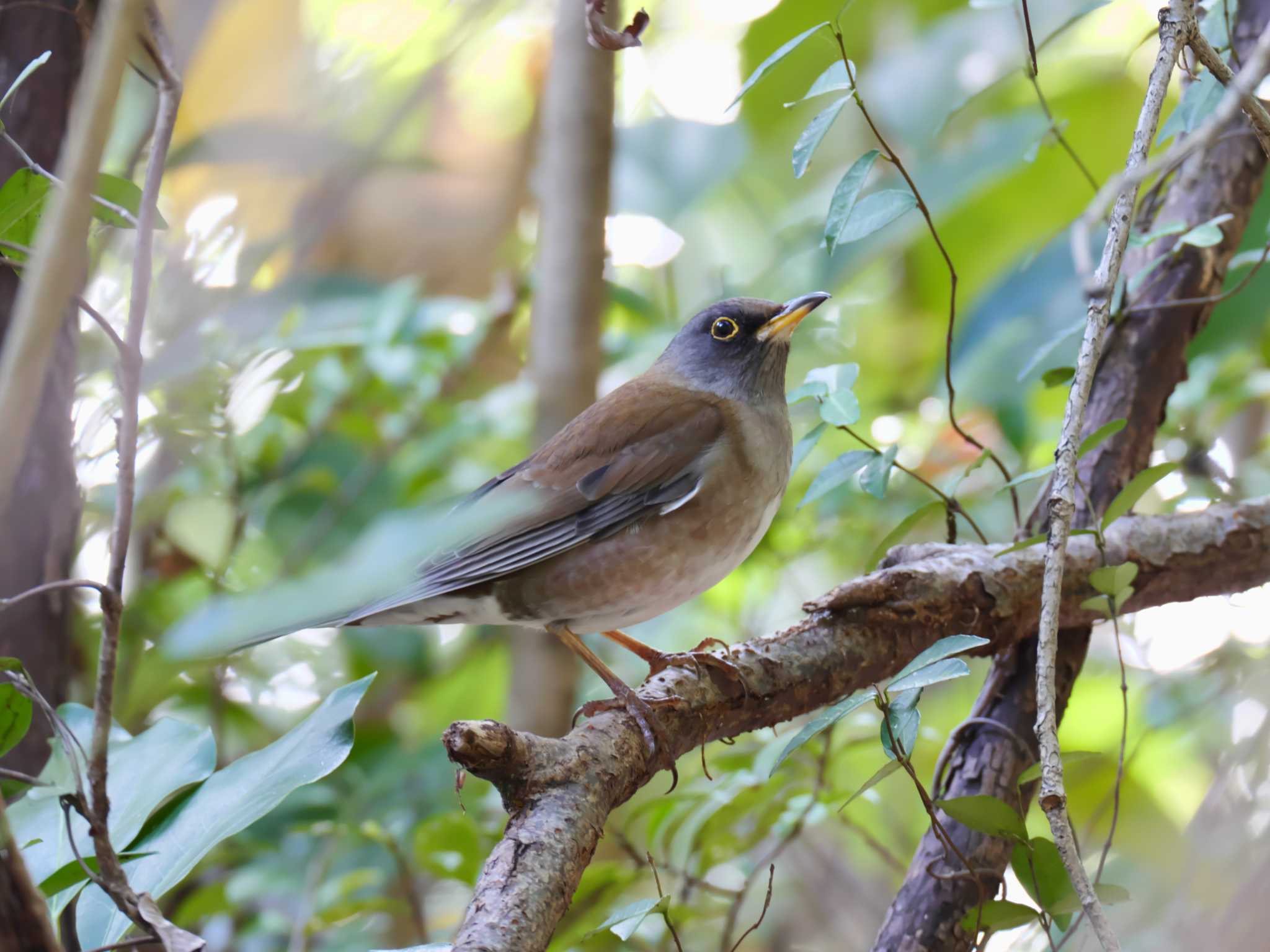 Pale Thrush