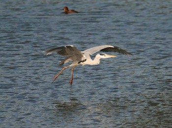 Sat, 11/16/2019 Birding report at 兵庫県明石市