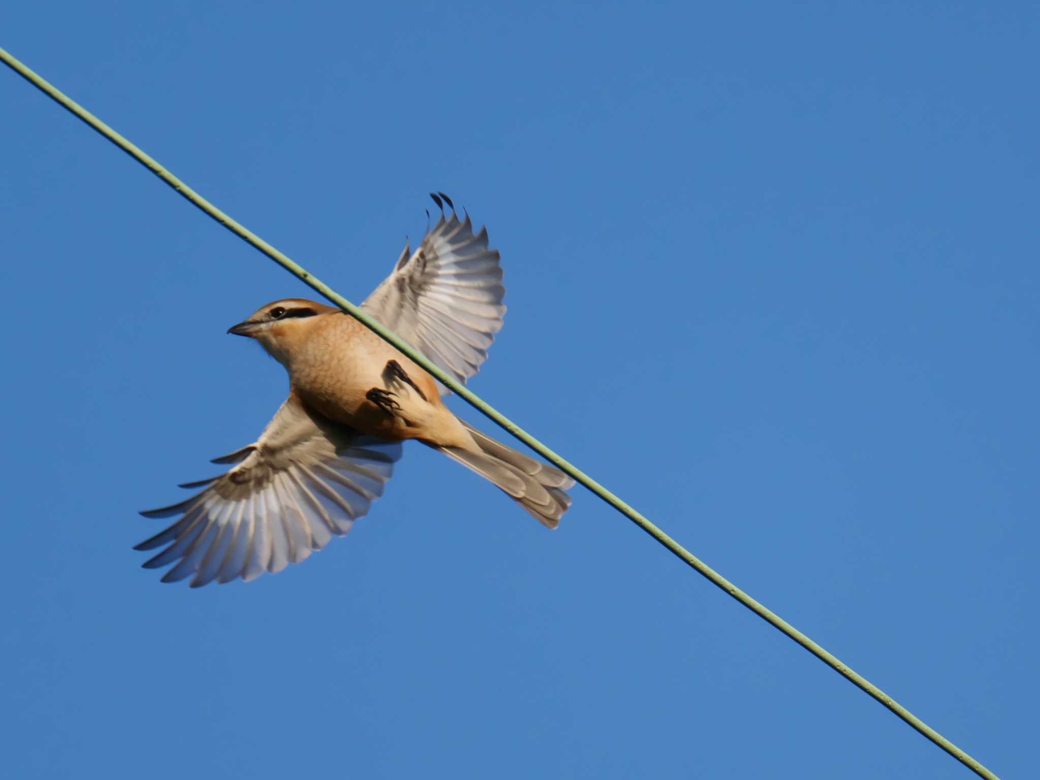 Bull-headed Shrike