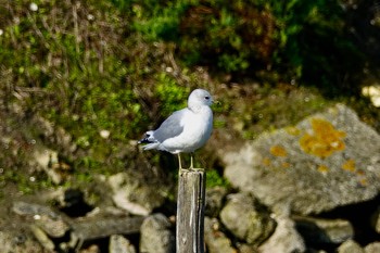 Common Gull La Rochelle Tue, 10/22/2019