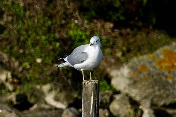 Common Gull La Rochelle Tue, 10/22/2019