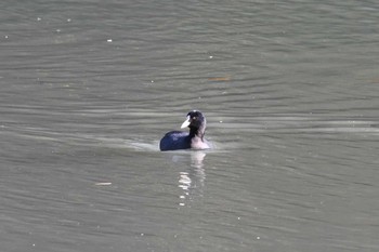 オオバン 仙台市・台原森林公園 2019年11月15日(金)