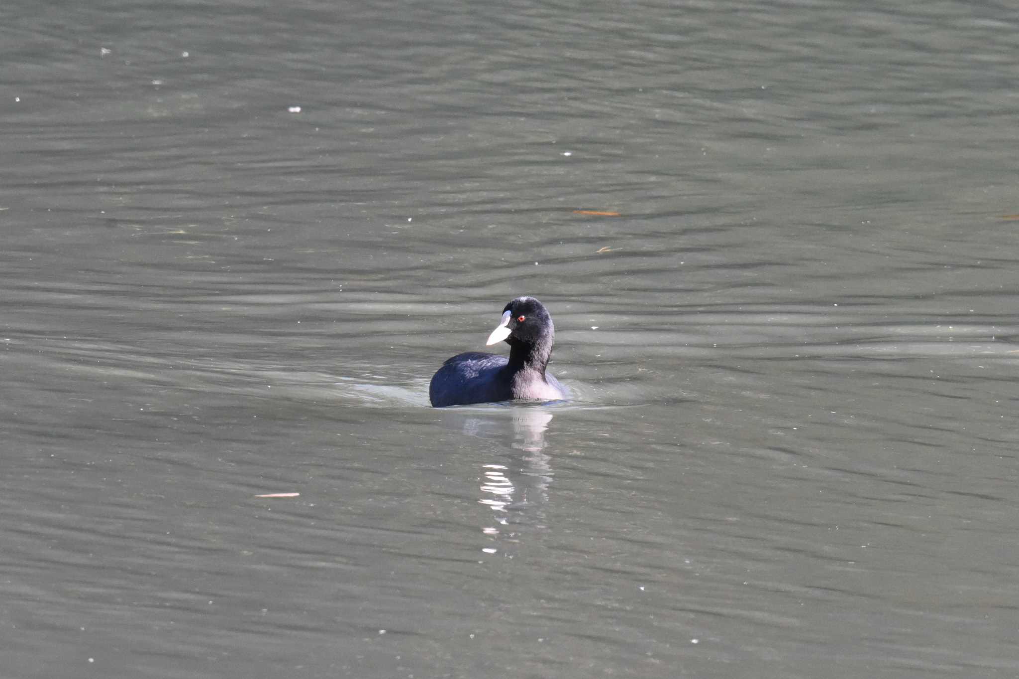 Photo of Eurasian Coot at 仙台市・台原森林公園 by もちもちもっち～@ニッポン城めぐり中