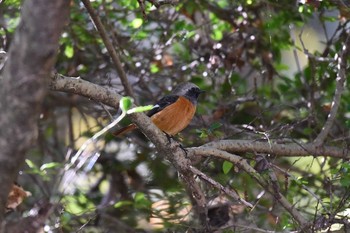 ジョウビタキ 仙台市・台原森林公園 2019年11月15日(金)