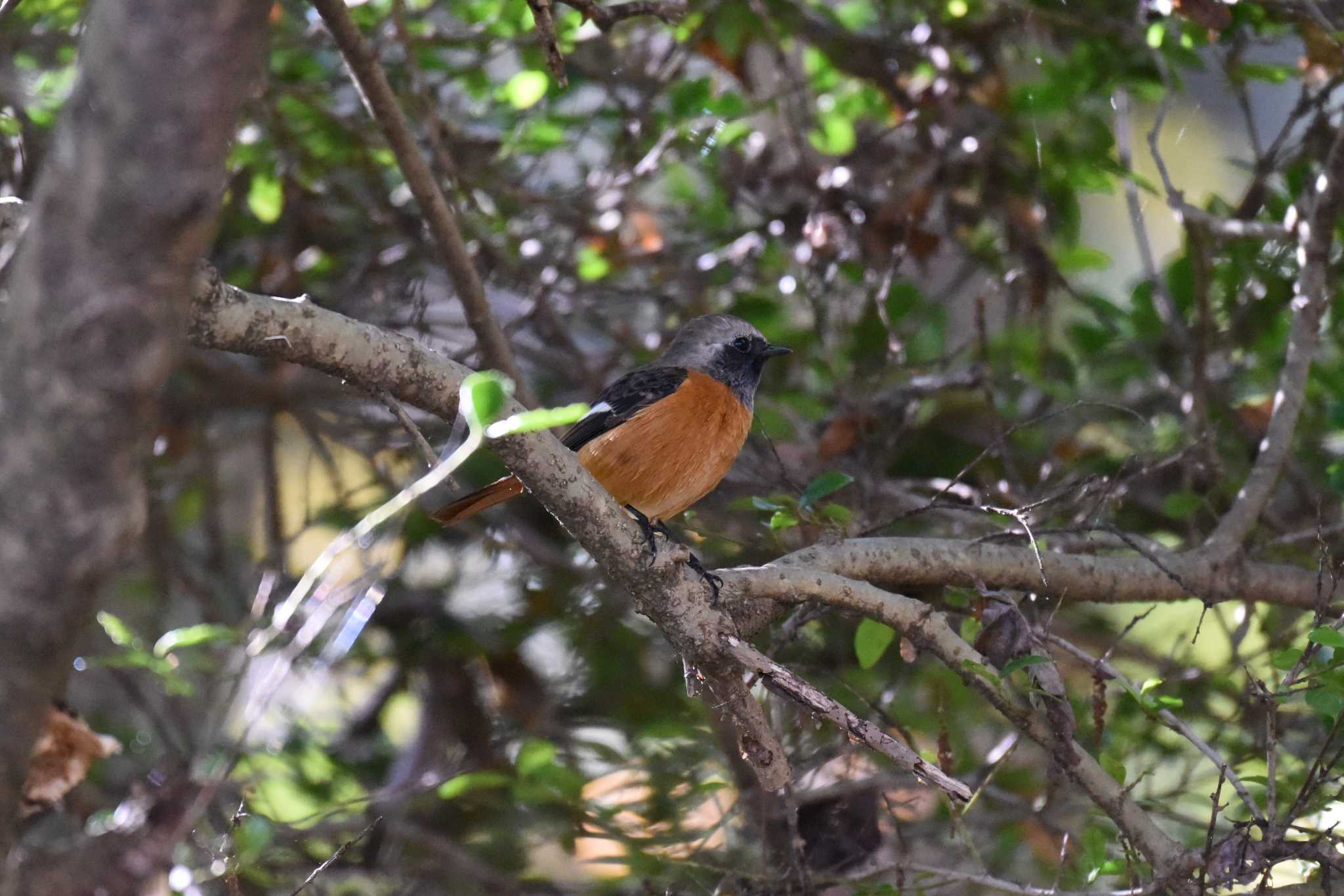 仙台市・台原森林公園 ジョウビタキの写真 by もちもちもっち～@ニッポン城めぐり中