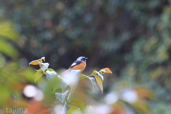 Daurian Redstart 山田緑地 Sat, 11/16/2019